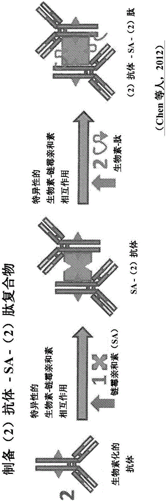 Antibody guided vaccines and methods of use for generation of rapid mature immune responses