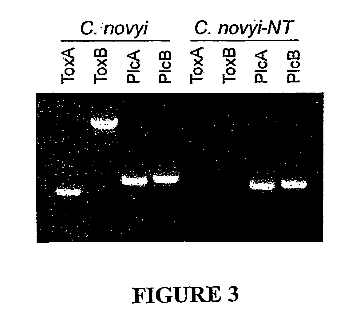 Combination bacteriolytic therapy for the treatment of tumors