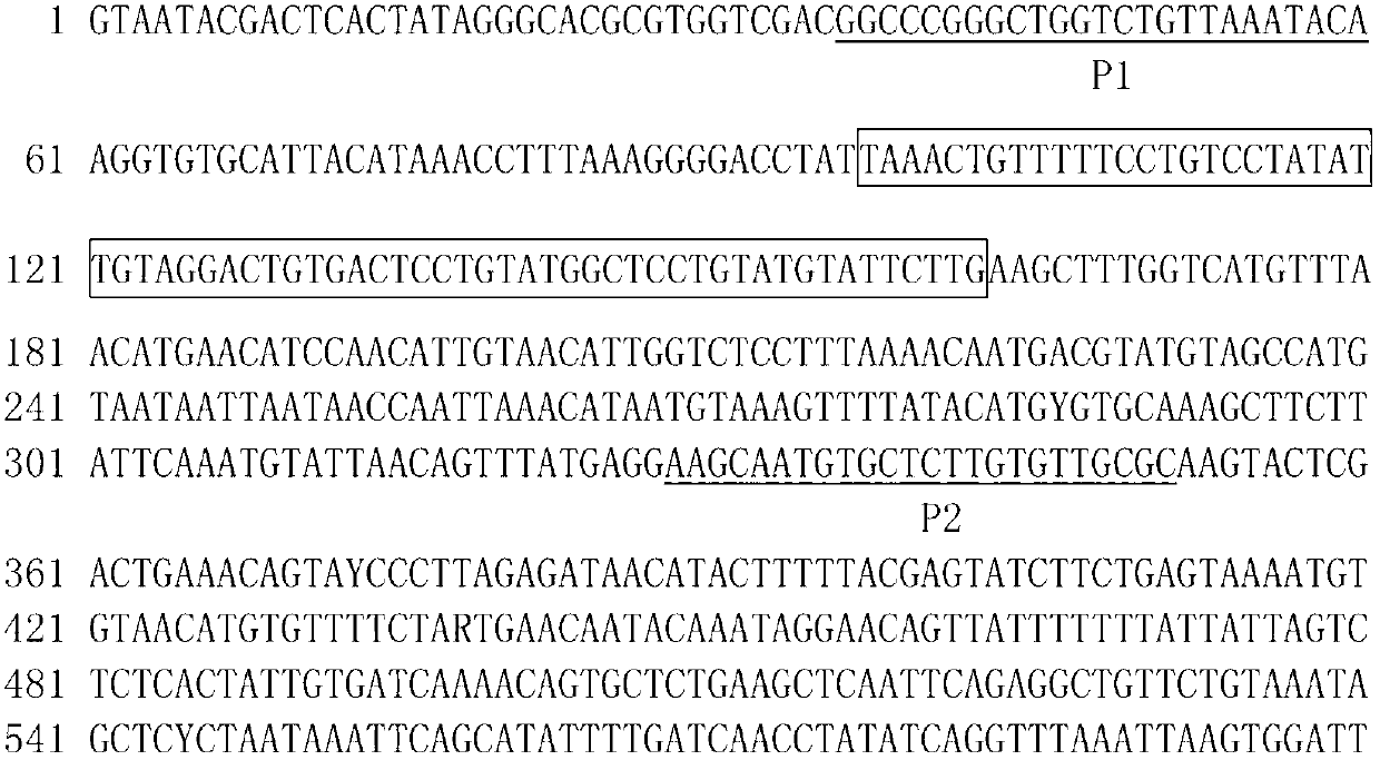 Molecular marker related to micropterus salmoides hatchability and application thereof