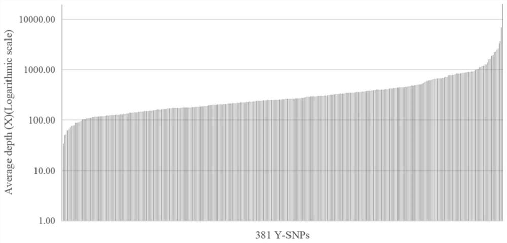 Primer composition, kit and method for detecting Y-SNP haplogroup based on next-generation sequencing technology and application of primer composition, kit and method