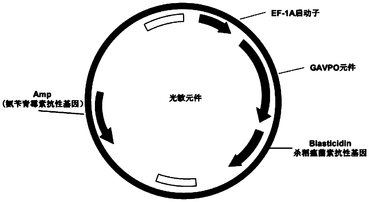 Application of light controlled neutrophilic granulocytes in medicines for treating cancers