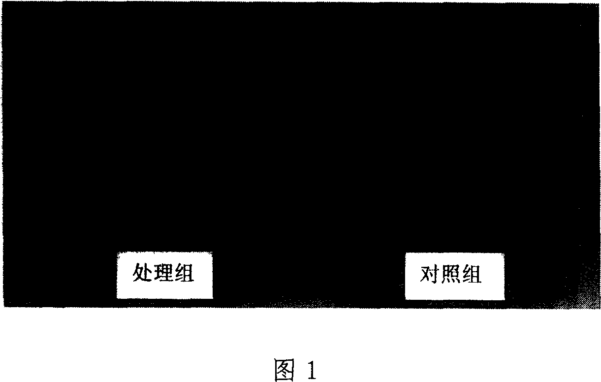 Feed additive for introducing bee to pollinate and its prepn process and application