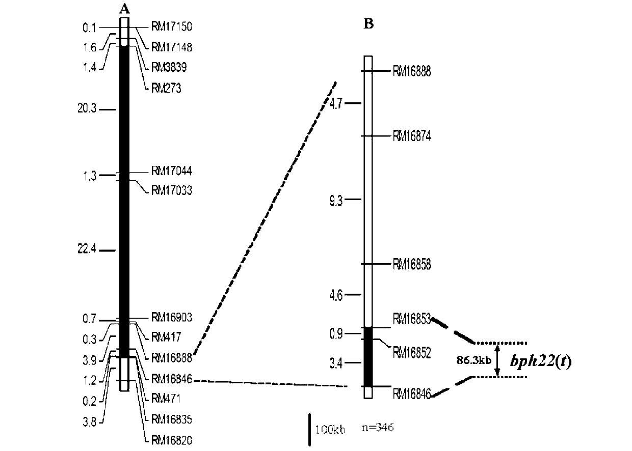 Molecular marker of rice major gene bph22 (t) resistant to brown planthoppers and application thereof