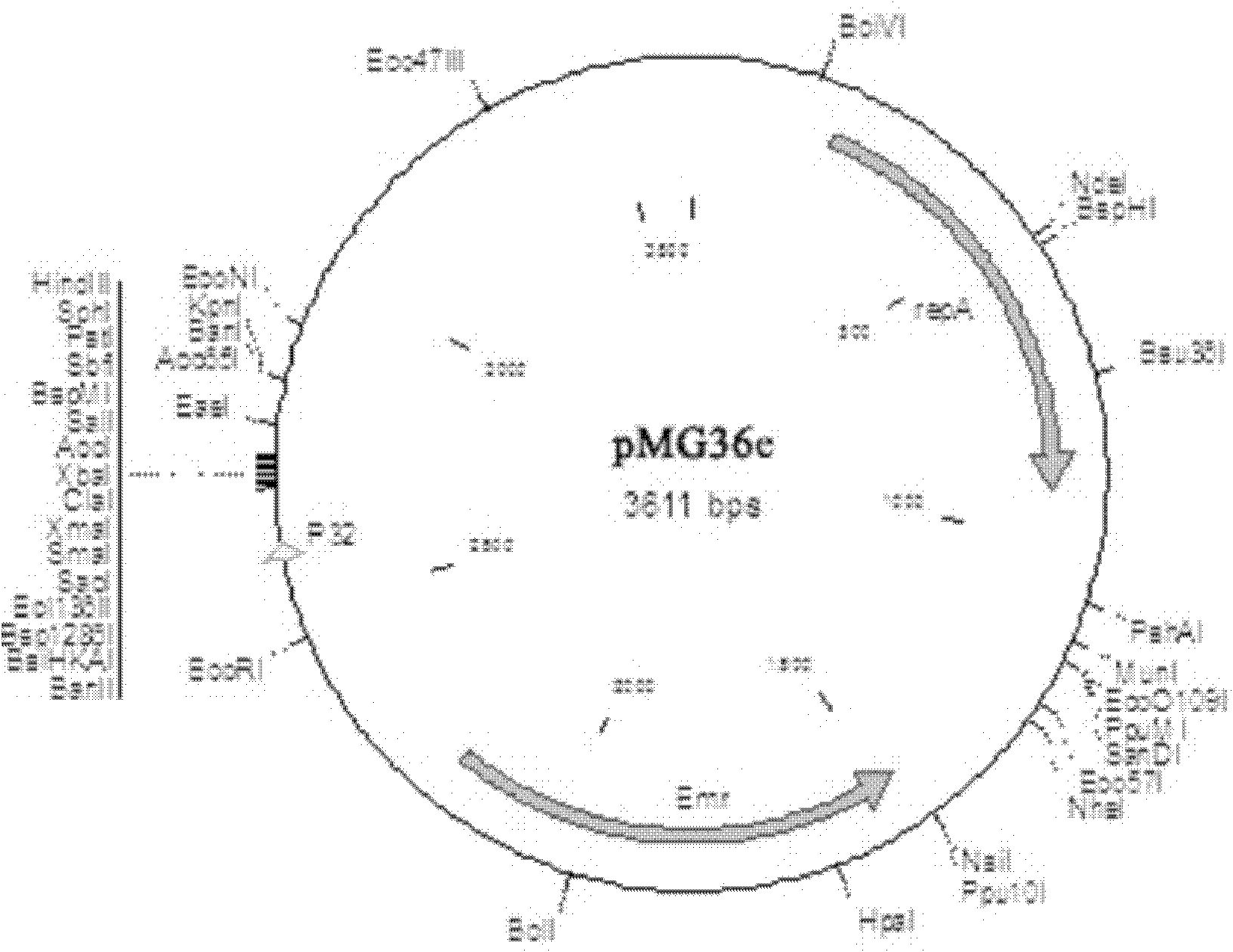 Recombination food-grade lactic acid bacterium capable of being used for preventing or treating human ulcerative colitis as well as preparation method and application of recombination food-grade lactic acid bacterium