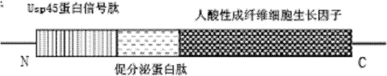 Recombination food-grade lactic acid bacterium capable of being used for preventing or treating human ulcerative colitis as well as preparation method and application of recombination food-grade lactic acid bacterium