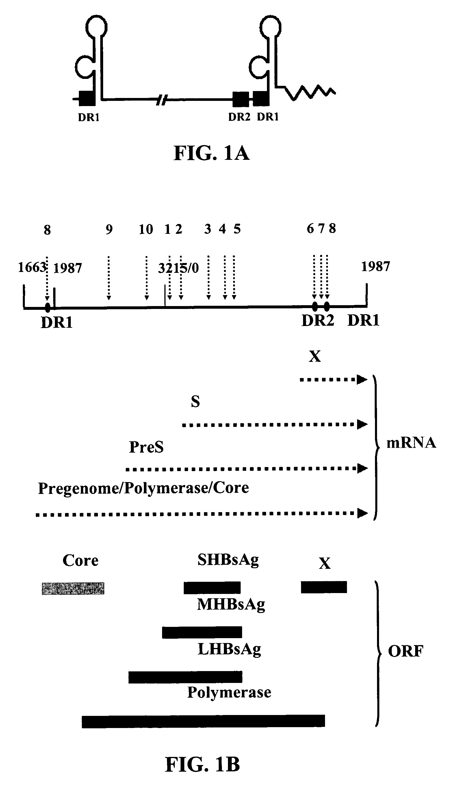 Inhibition of hepatitis B virus (HBV) replication by RNA interference