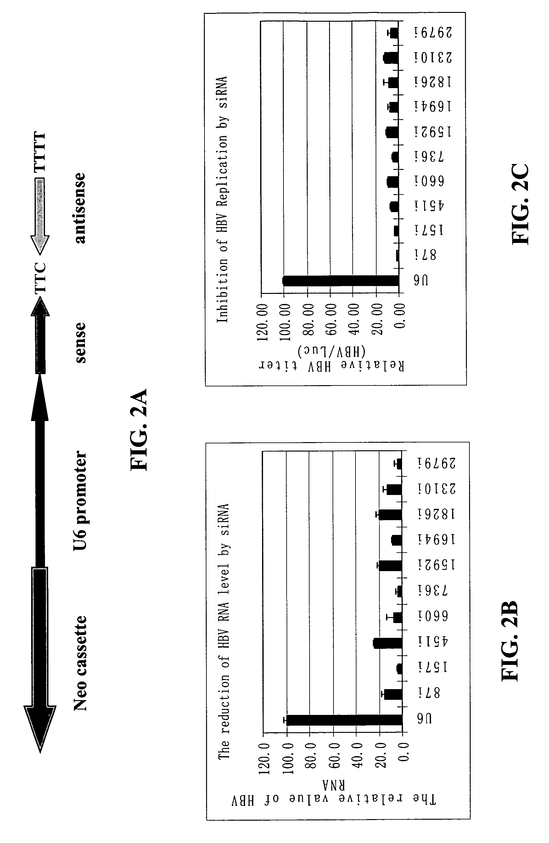 Inhibition of hepatitis B virus (HBV) replication by RNA interference