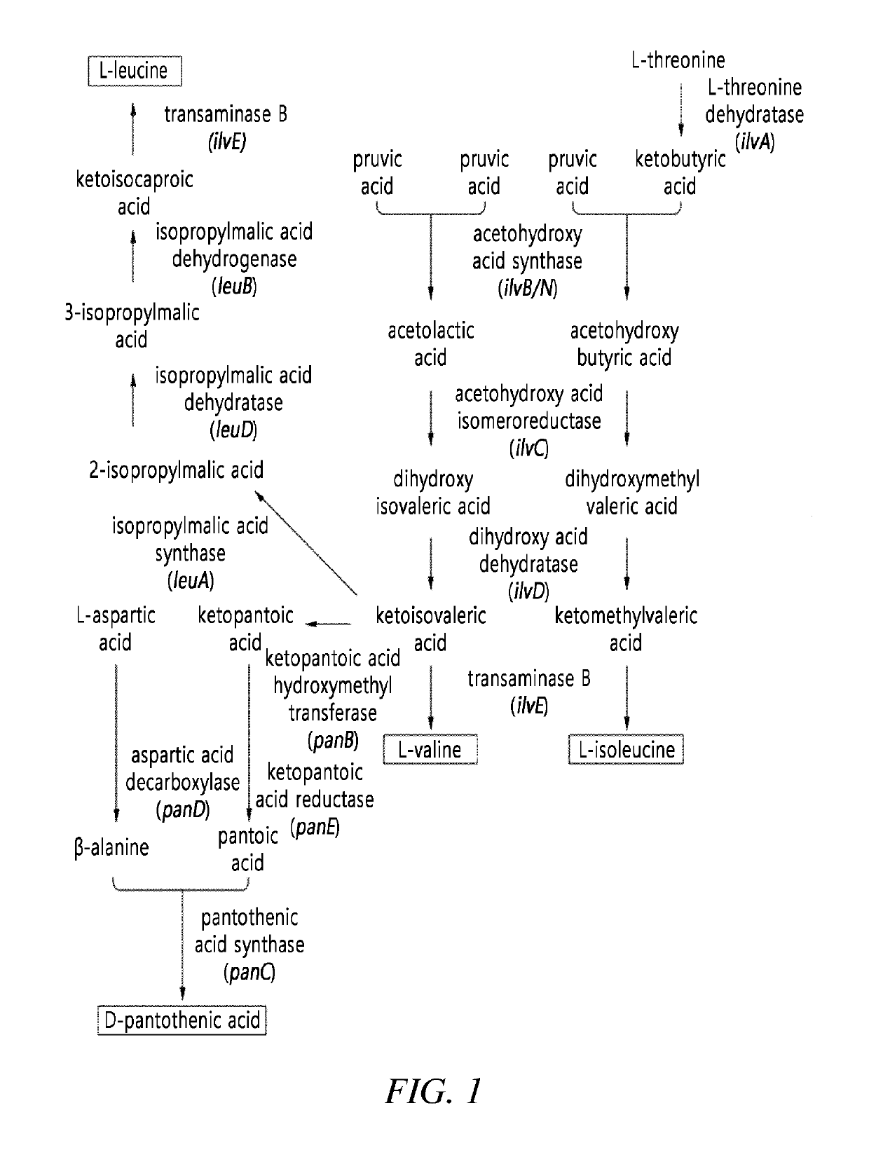 Microorganism producing L-leucine and method for producing L-leucine using the same