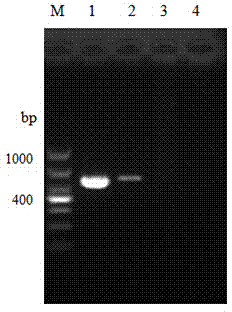 HMG1 gene and application of HMG1 gene in silkworm microsporidia molecular detection