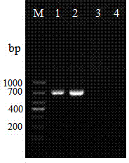 HMG1 gene and application of HMG1 gene in silkworm microsporidia molecular detection