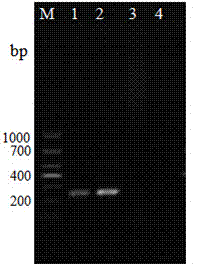 HMG1 gene and application of HMG1 gene in silkworm microsporidia molecular detection