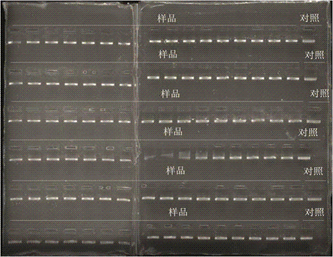 Kit and method for extracting DNAs in agarose gel by using magnetic beads