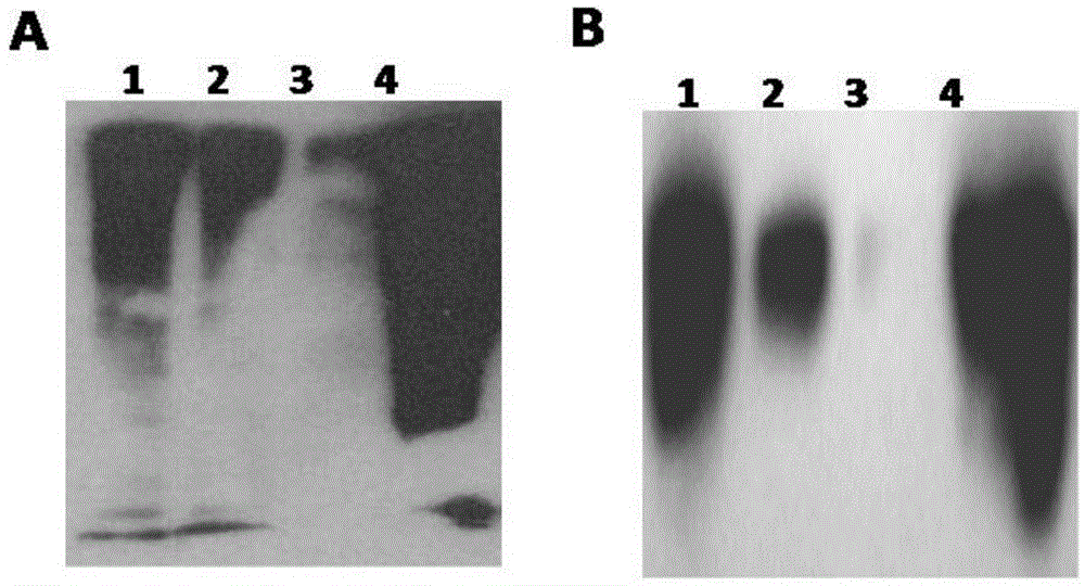 Anti-tumor ubiquitinated protein and extraction method and application thereof