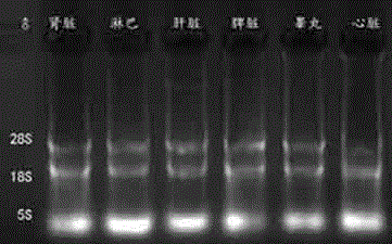 System detecting method for DNA (deoxyribonucleic acid) transcription direction and transcription template and application thereof