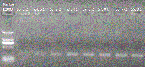 System detecting method for DNA (deoxyribonucleic acid) transcription direction and transcription template and application thereof