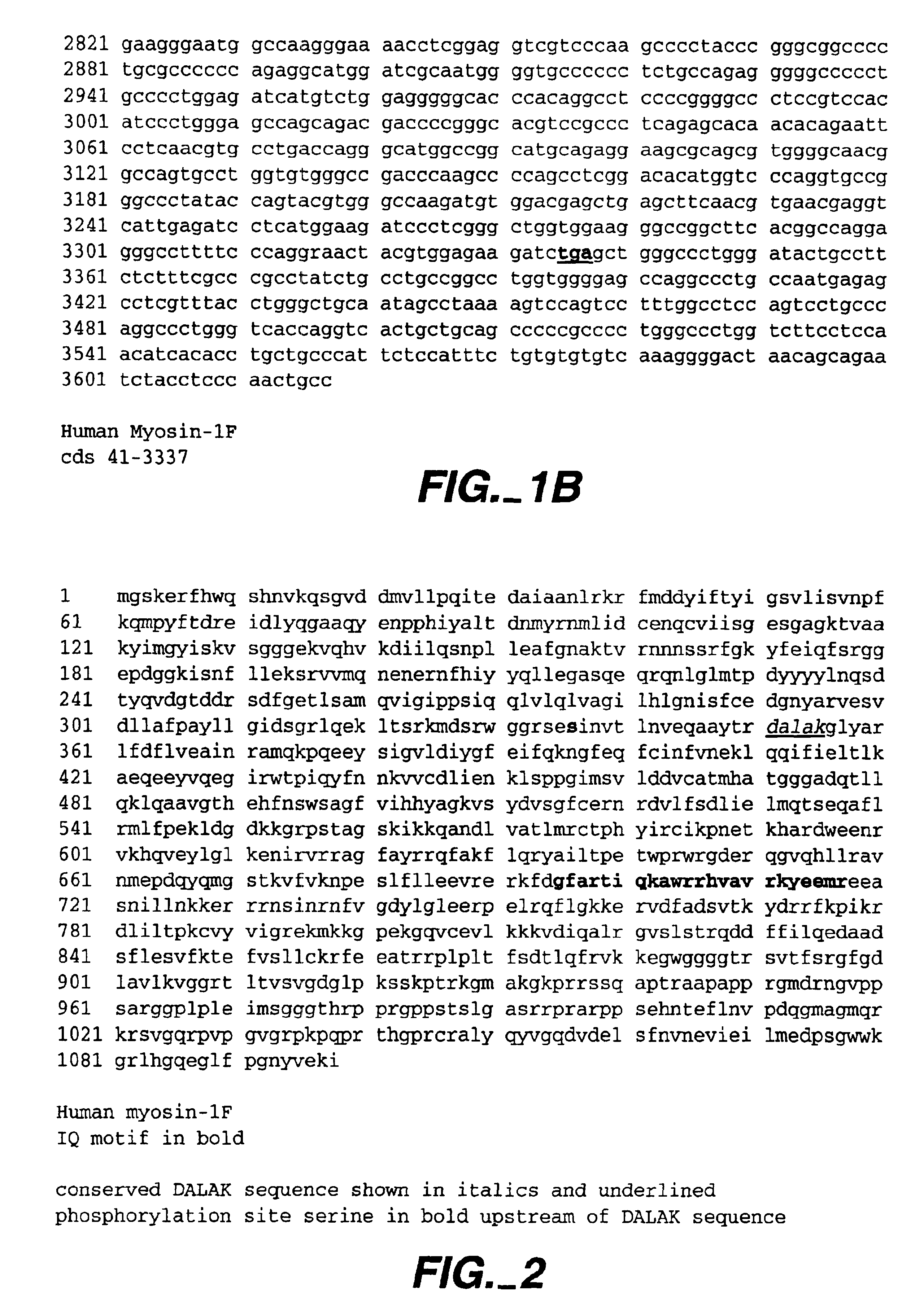 Modulators of B-lymphocyte activation, myosin-1F compositions and methods of use