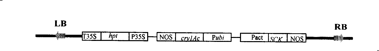 Side sequence of exogenous insert of transgene paddy strain Kefeng 6