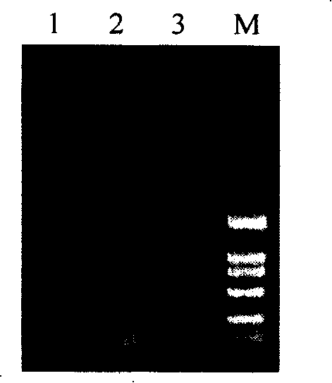 Side sequence of exogenous insert of transgene paddy strain Kefeng 6