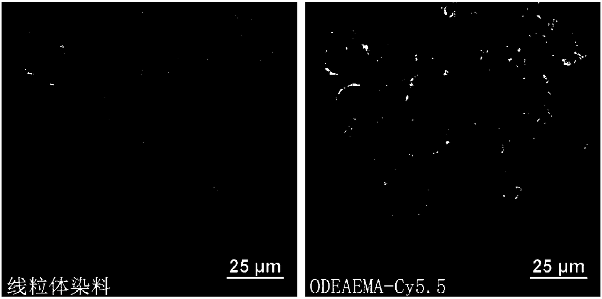 Applications of compound containing N-oxidized tertiary amine group as cell mitochondria targeting carrier