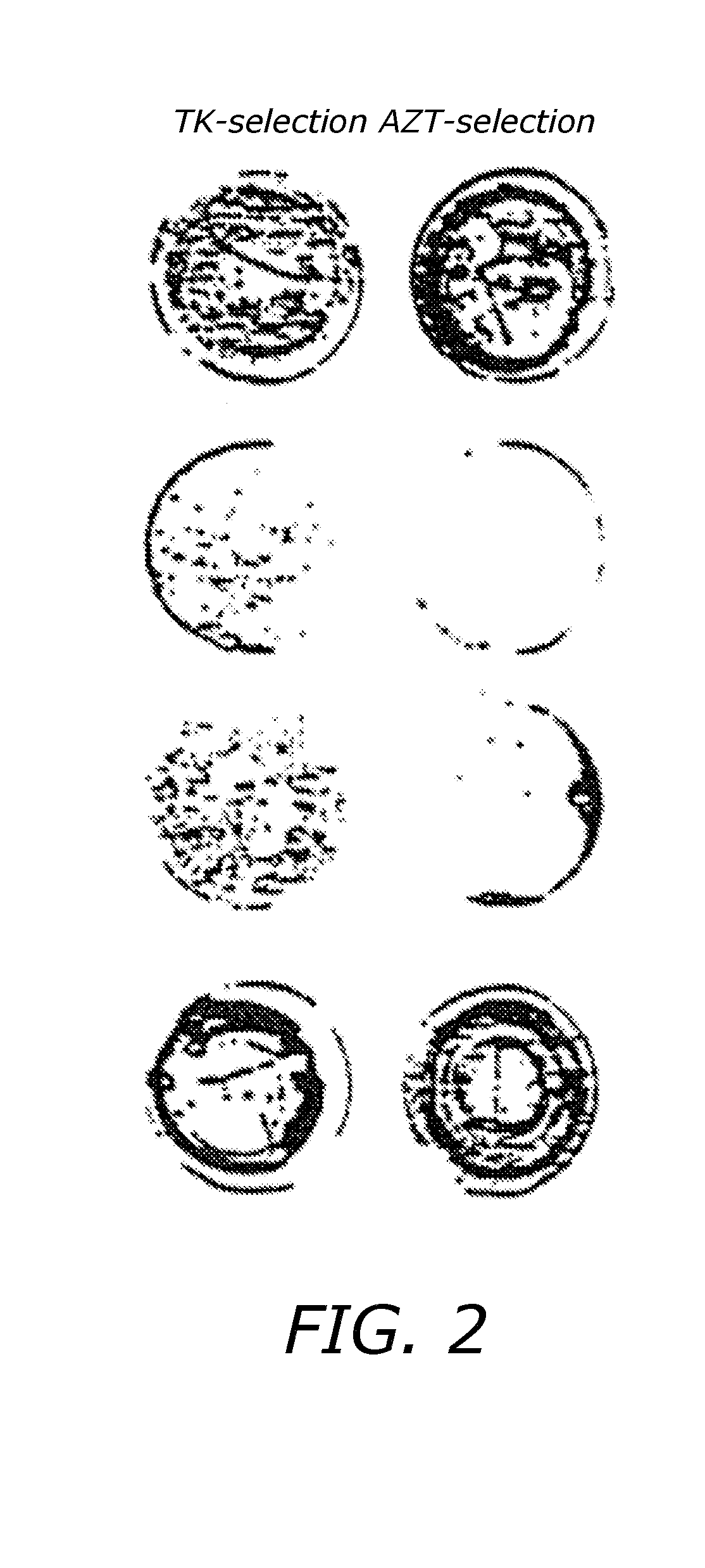 Thymidine Kinase Mutants and Fusion Proteins Having Thymidine Kinase and Guanylate Kinase Activities