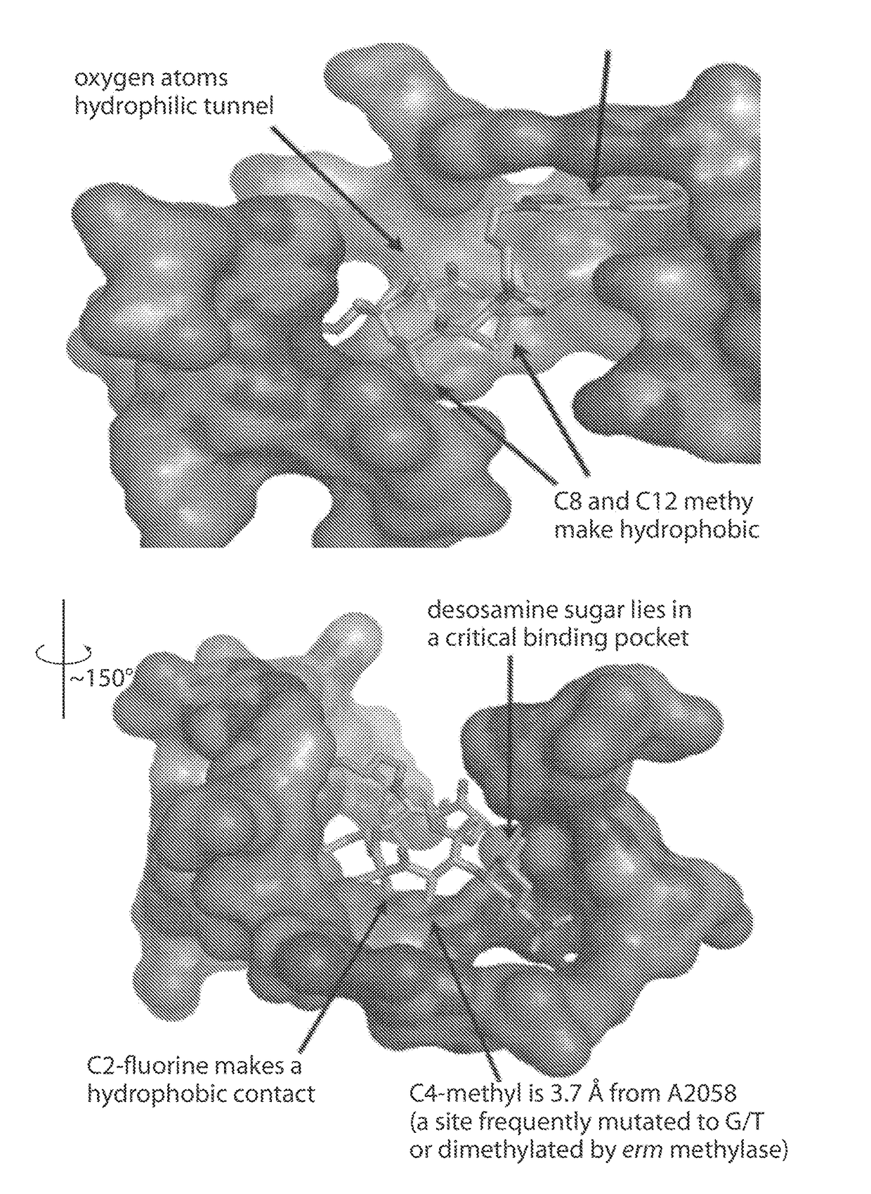 Macrolides with modified desosamine sugars and uses thereof