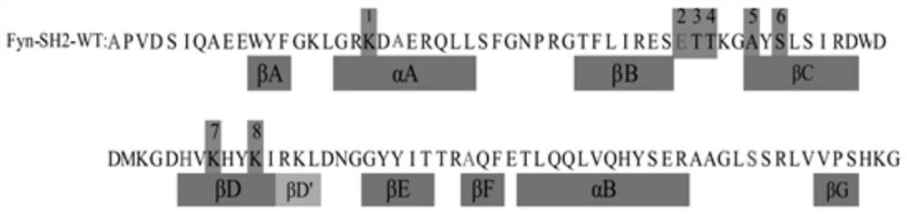 Variant SH2 structural domain having high affinity with tyrosine-containing phosphorylation modification peptide