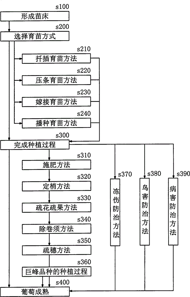 Grape planting method