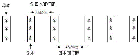 A kind of parental planting method to increase the yield of hybrid soybean seed production