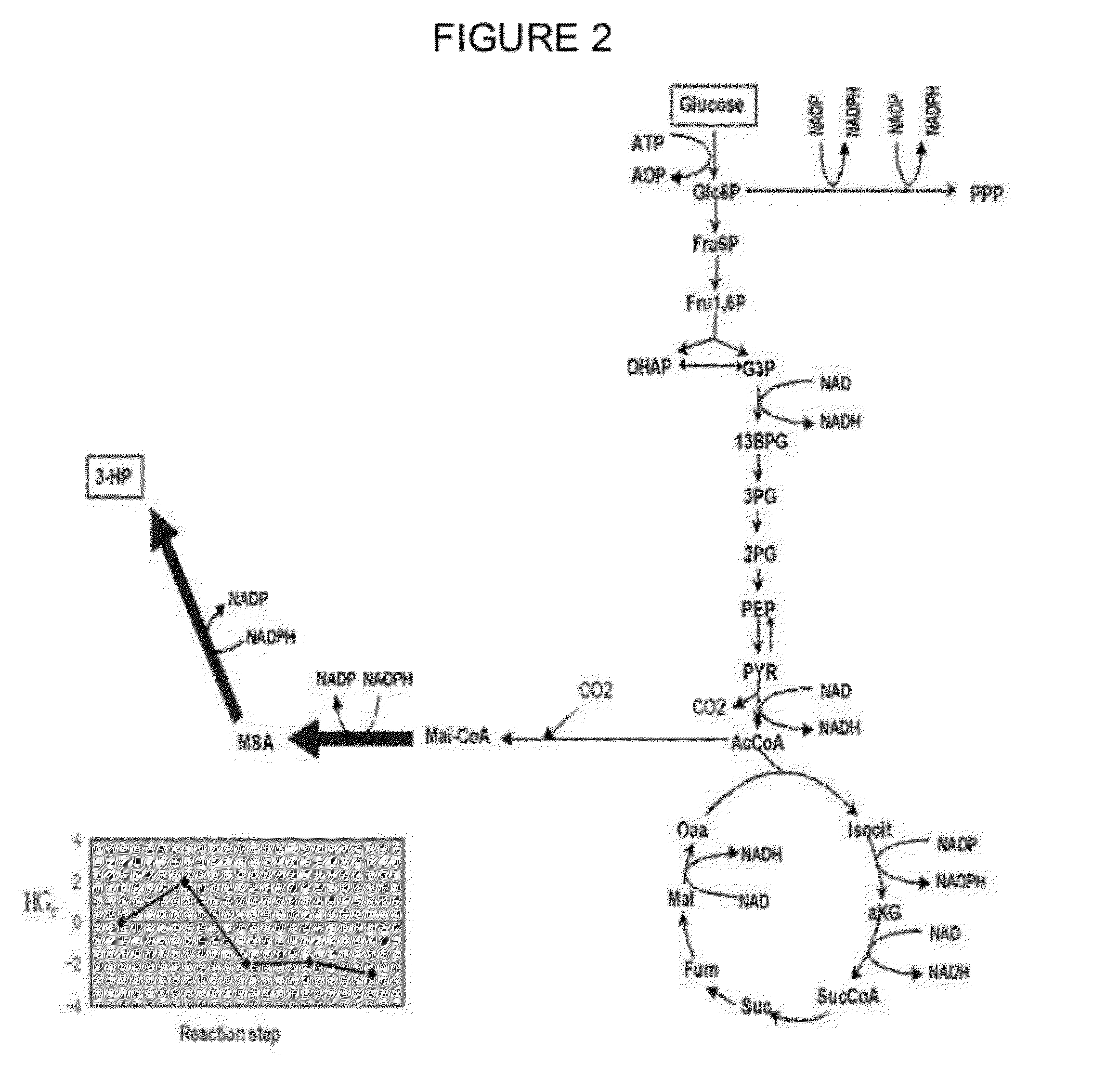 Method of producing 3-hydroxypropionic acid using malonic semialdehyde reducing pathway