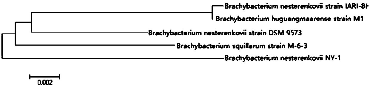 Application of a bacterial agent comprising Brevibacterium nirbii