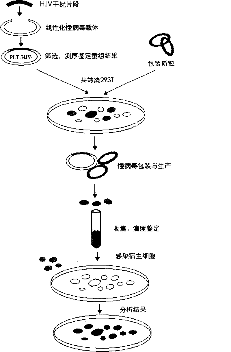 SiRNA and recombination lentivirus from preventing hepcidin from regulating protein and uses thereof