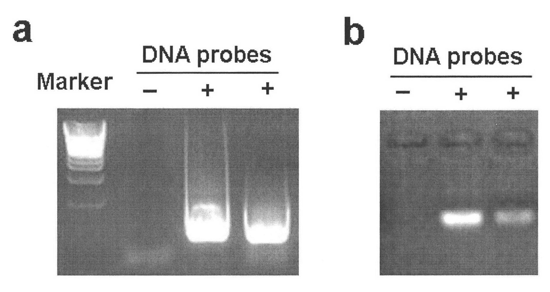 Method for simply and quickly preparing ready-to-use esiRNA