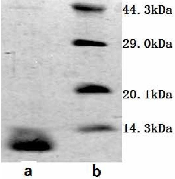 Antitumor antibiotic gaddie mycin generated by streptosporangium C-3560