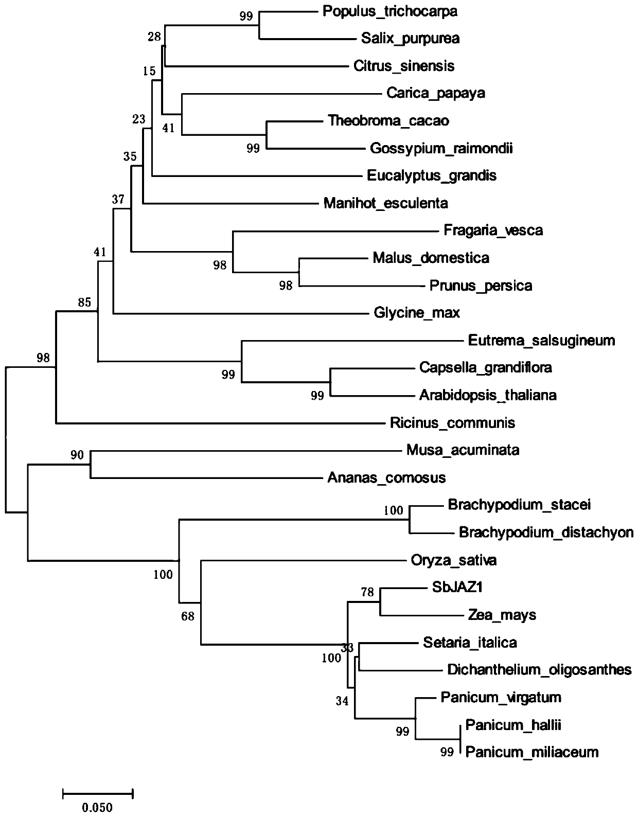 Sorghum drought response gene SbJAZ1 and recombinant vector and expression method thereof