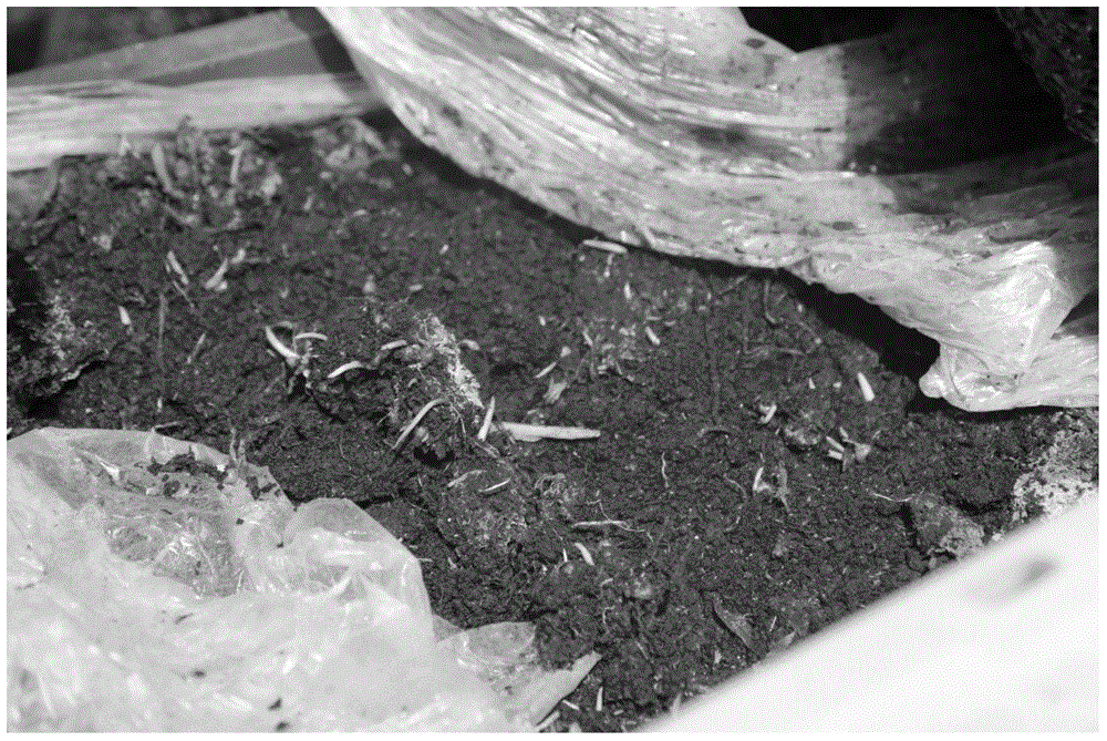 Rhizoma bletillae bulb winner accelerating germination method