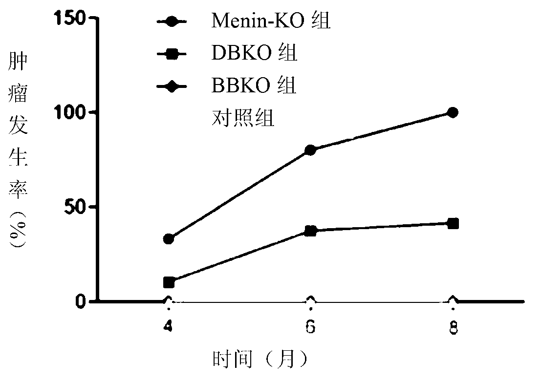 Application of beta-catenin and gene