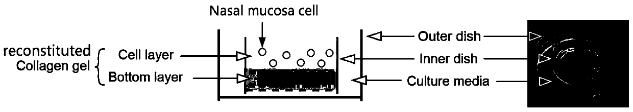 Nasal mucosa organoid culture medium and culture method