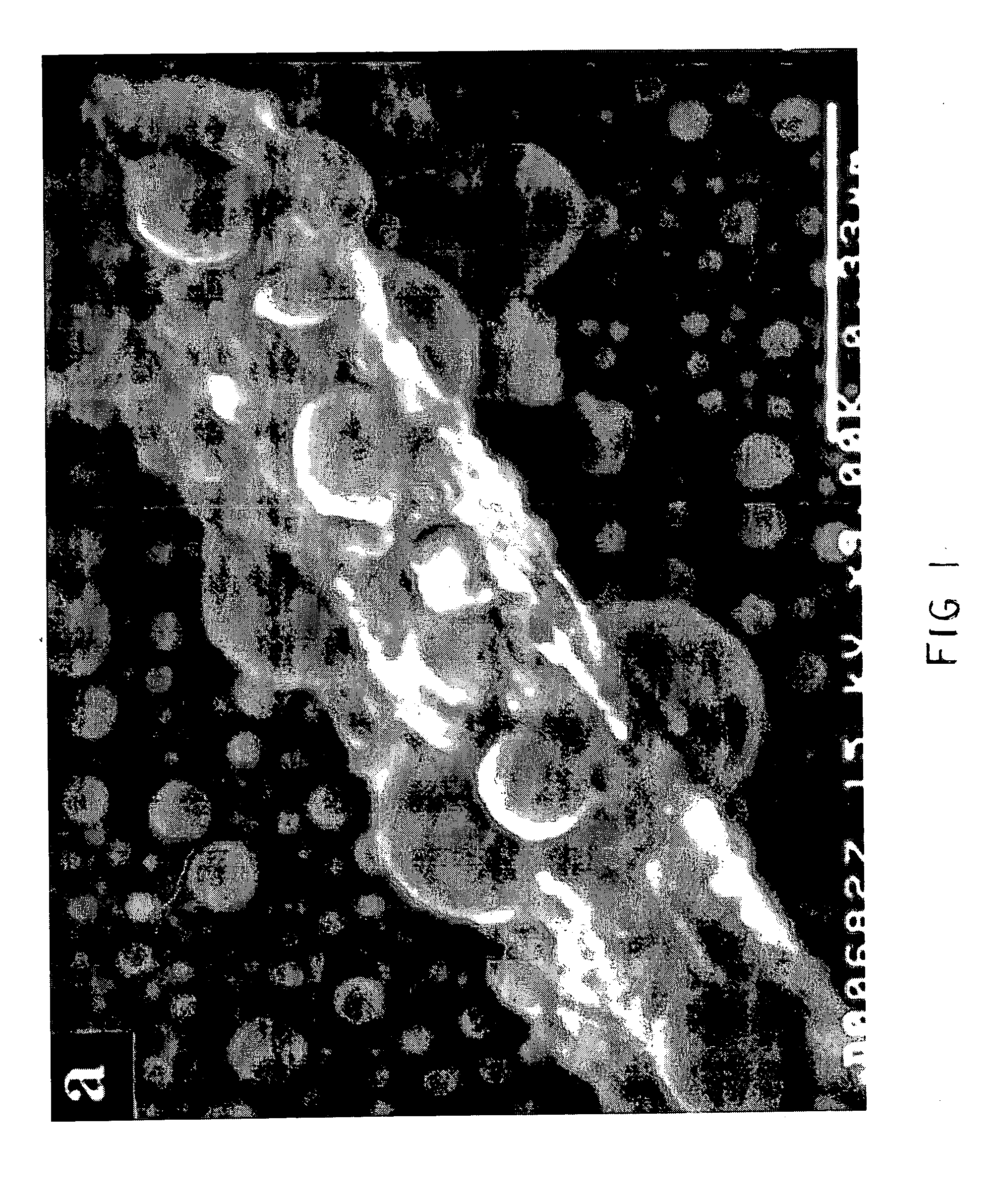 Formation of metal oxide nanowire networks (nanowebs) of low-melting metals