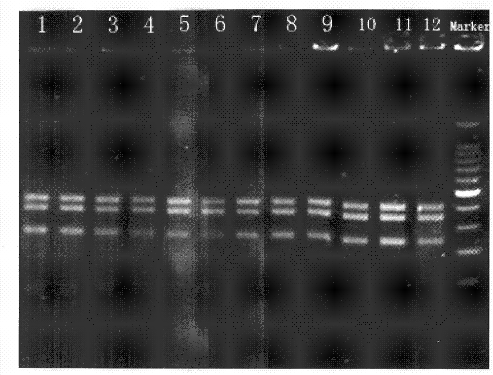 Beta-thalassemia mutation detection kit