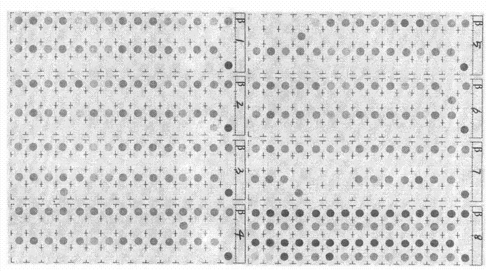 Beta-thalassemia mutation detection kit