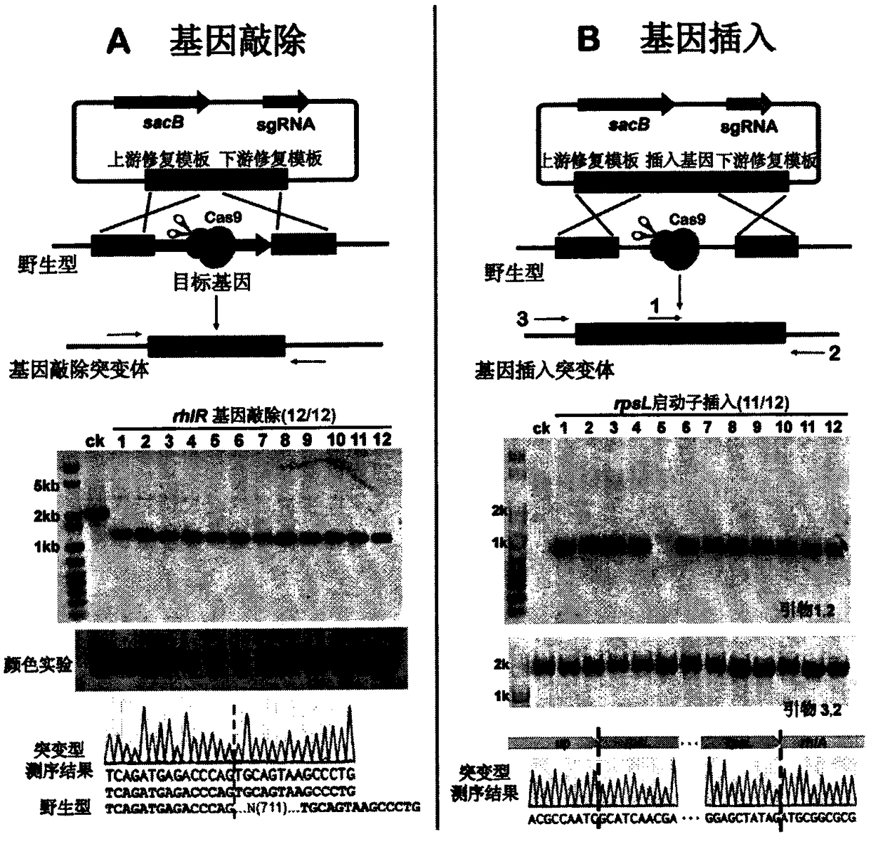 pCasPA/pACRISPR dual-plasmid system and application thereof