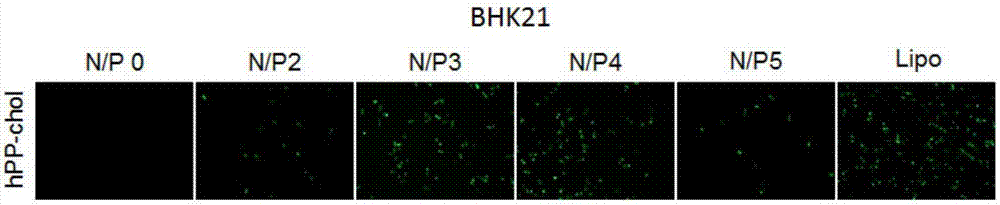 Cell penetrating peptide hPP-chol, production thereof, and cell penetrating peptide hPP-chol mediated plasmid DNA transfection method