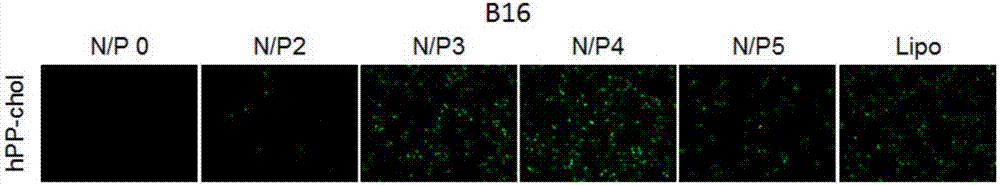 Cell penetrating peptide hPP-chol, production thereof, and cell penetrating peptide hPP-chol mediated plasmid DNA transfection method