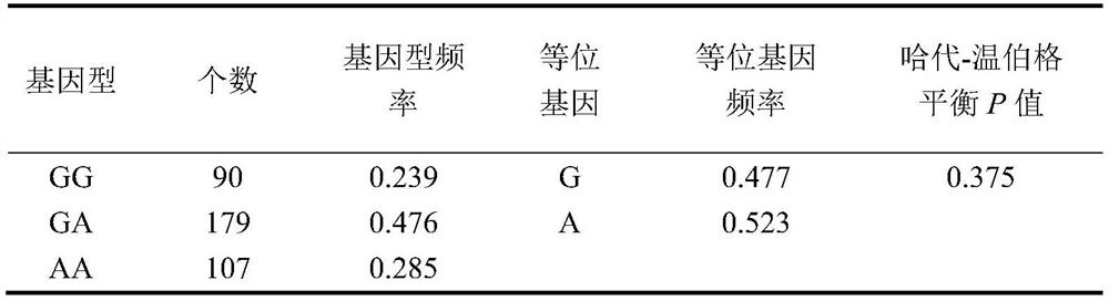 SNP (Single Nucleotide Polymorphism) molecular marker related to rabbit muscle quality character and application of SNP molecular marker