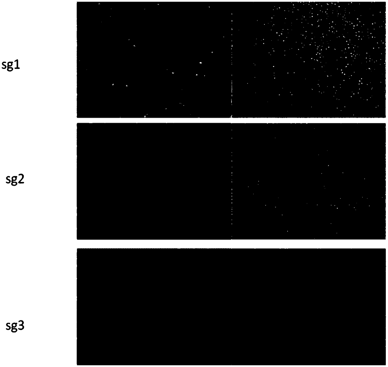 Genetic engineering cell strain which is constructed on basis of CRISPR-Cas9 systems and is capable of secreting mouse interleukin-6