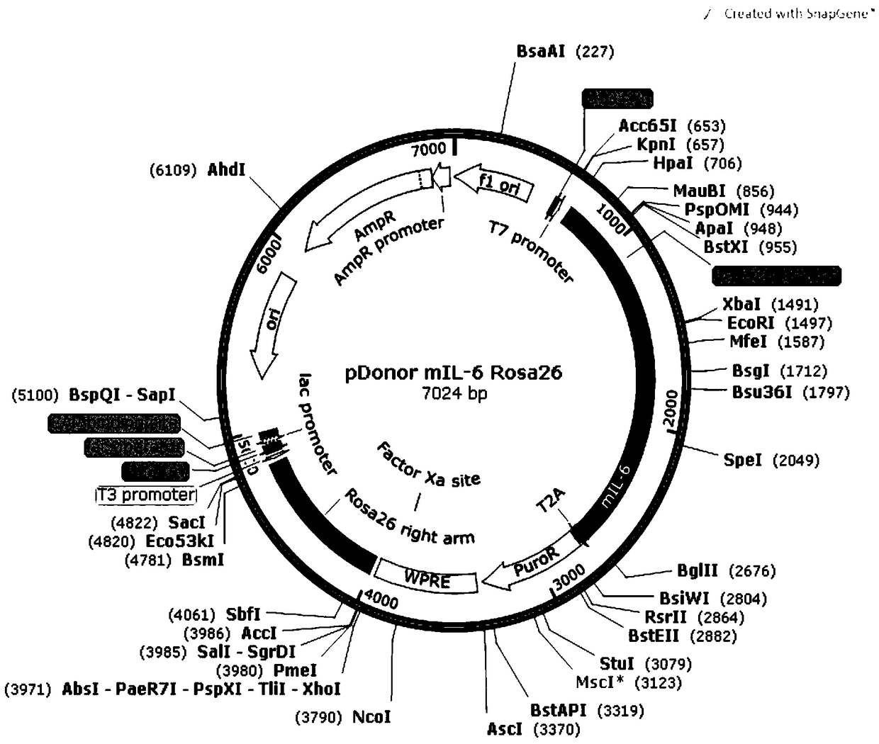 Genetic engineering cell strain which is constructed on basis of CRISPR-Cas9 systems and is capable of secreting mouse interleukin-6