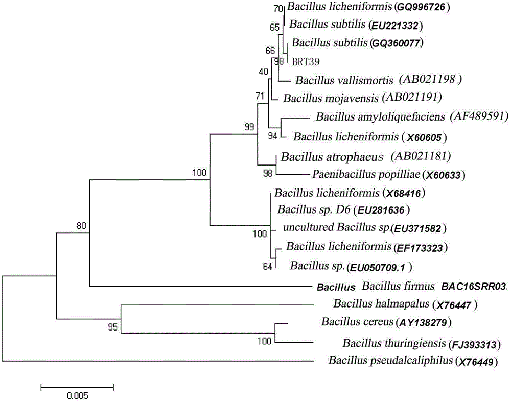 Bacillus subtilis capable of producing broad spectrum and efficient antibacterial peptide and application of Bacillus subtilis