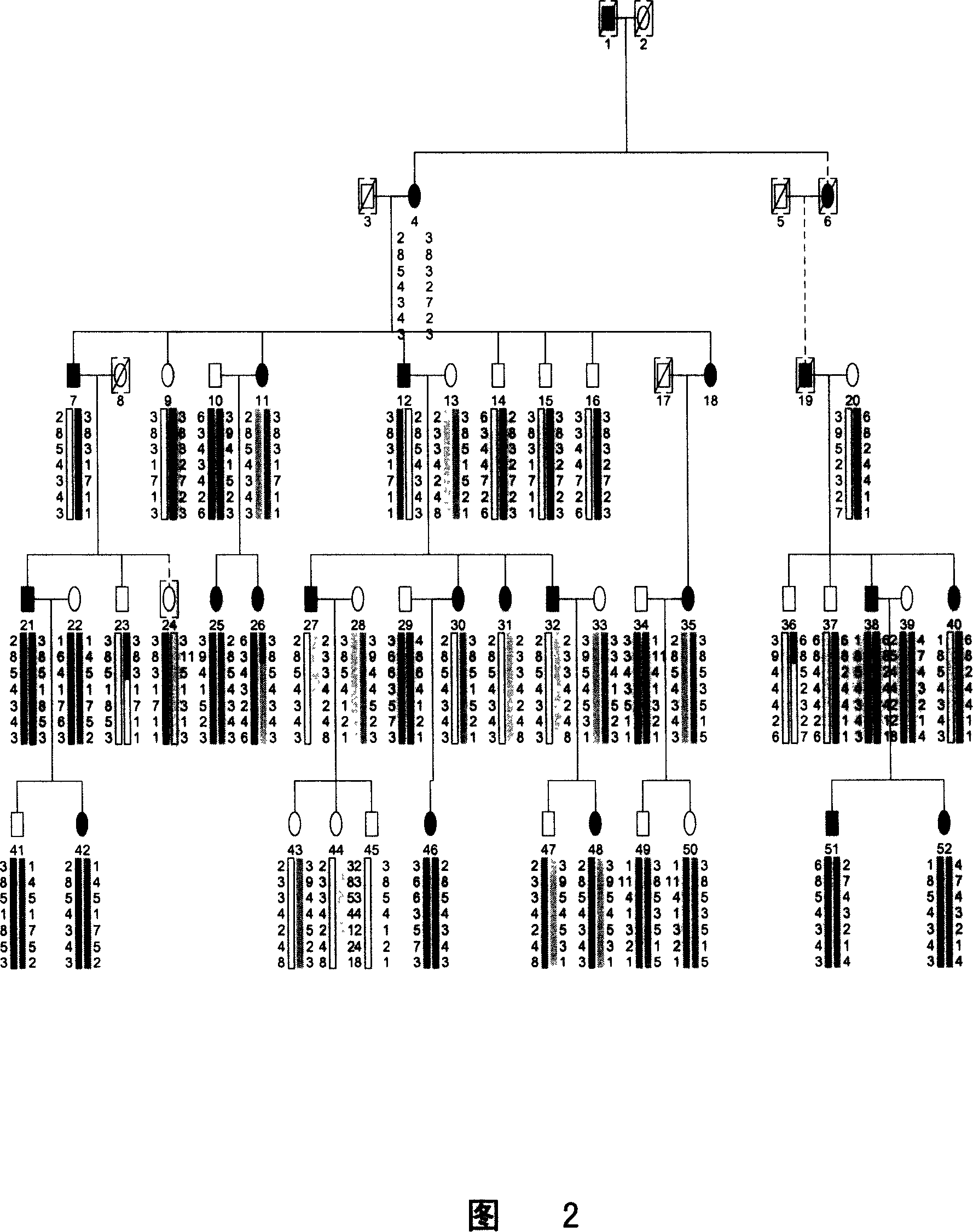 Method for diagnosing and treating type II dentinogenesis by using DSPP gene and encoding product thereof