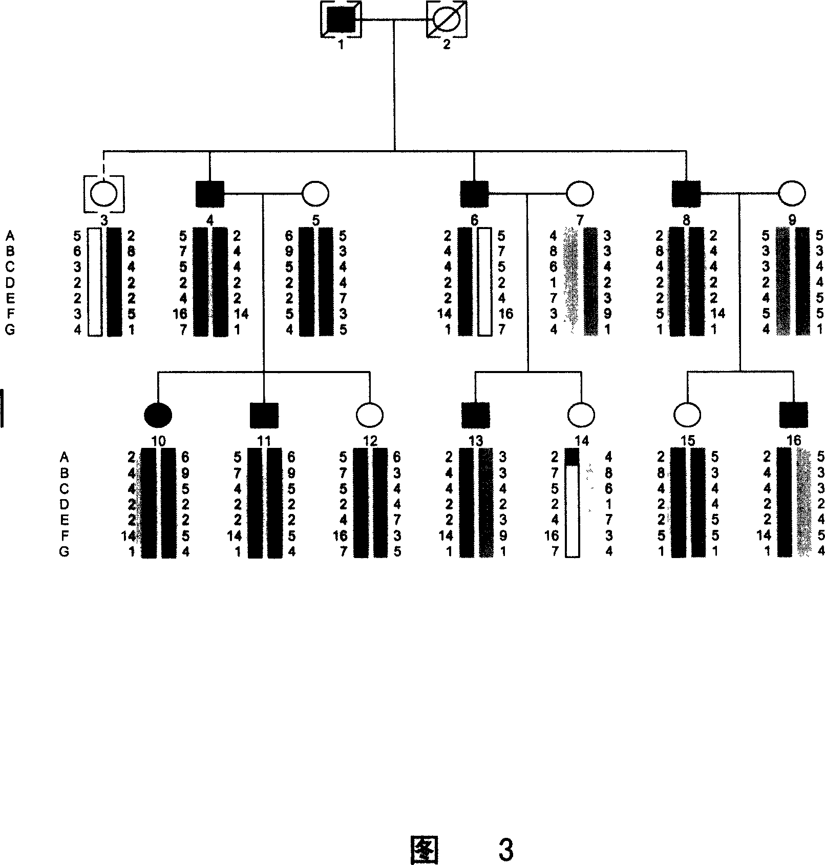 Method for diagnosing and treating type II dentinogenesis by using DSPP gene and encoding product thereof