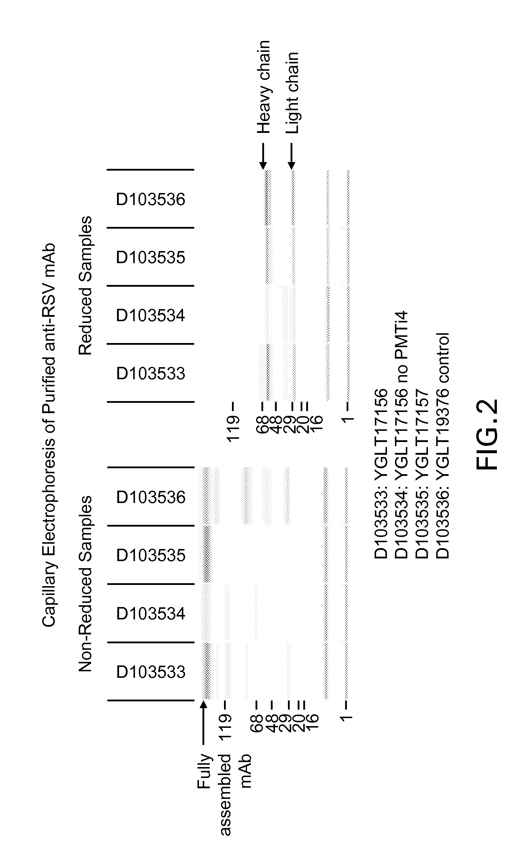 Controlling o-glycosylation in lower eukaryotes